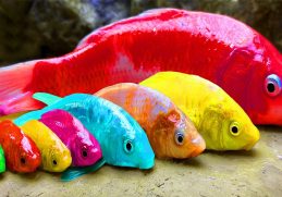 Rainbow Formation Fish | Stop Motion ASMR Experiment | Colorful Koi Fish Carp Underground Cooking