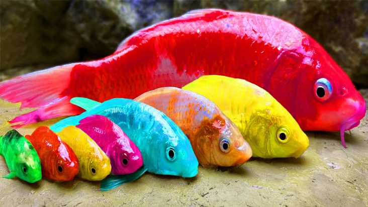 Rainbow Formation Fish | Stop Motion ASMR Experiment | Colorful Koi Fish Carp Underground Cooking